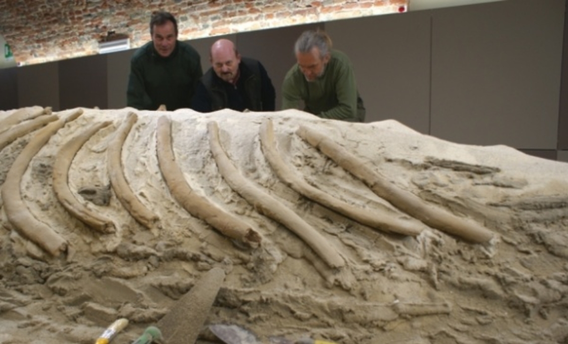 Asti, presto il nuovo Museo Paleontologico