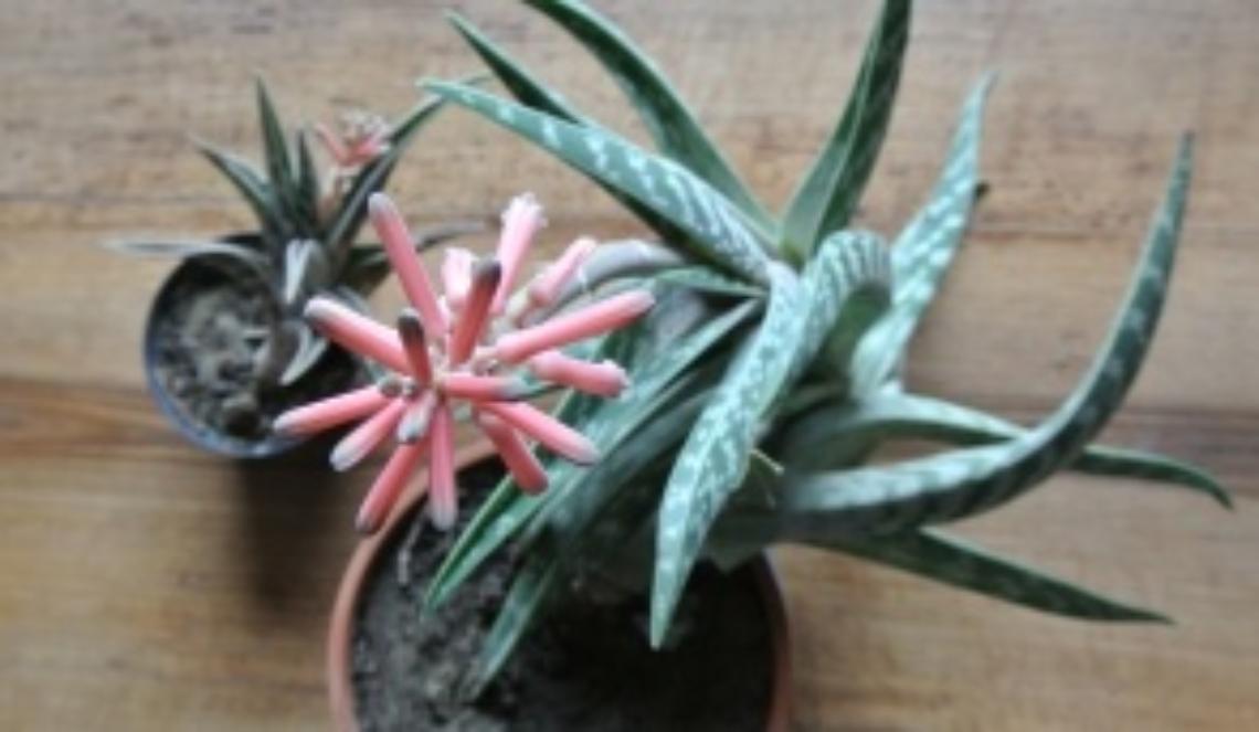 Aloe variegata, in fiore a fine inverno