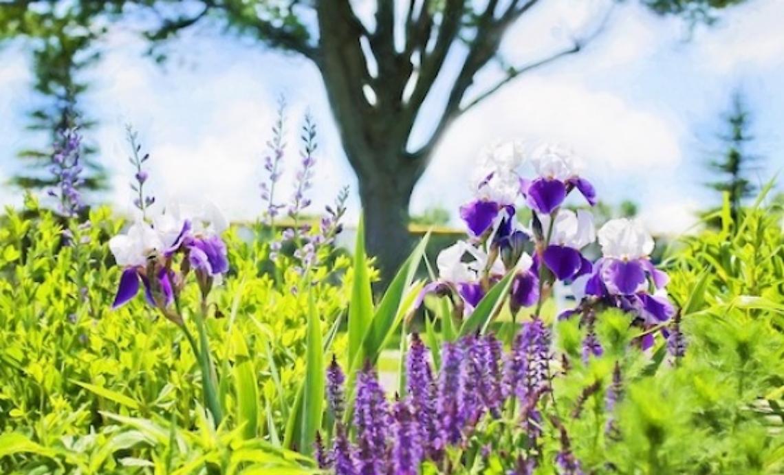 Ospedale: s&igrave; della Regione al giardino terapeutico