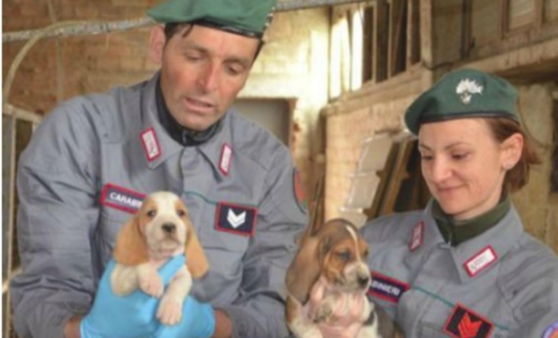 Anche ad Asti i cuccioli di cane "clandestini"