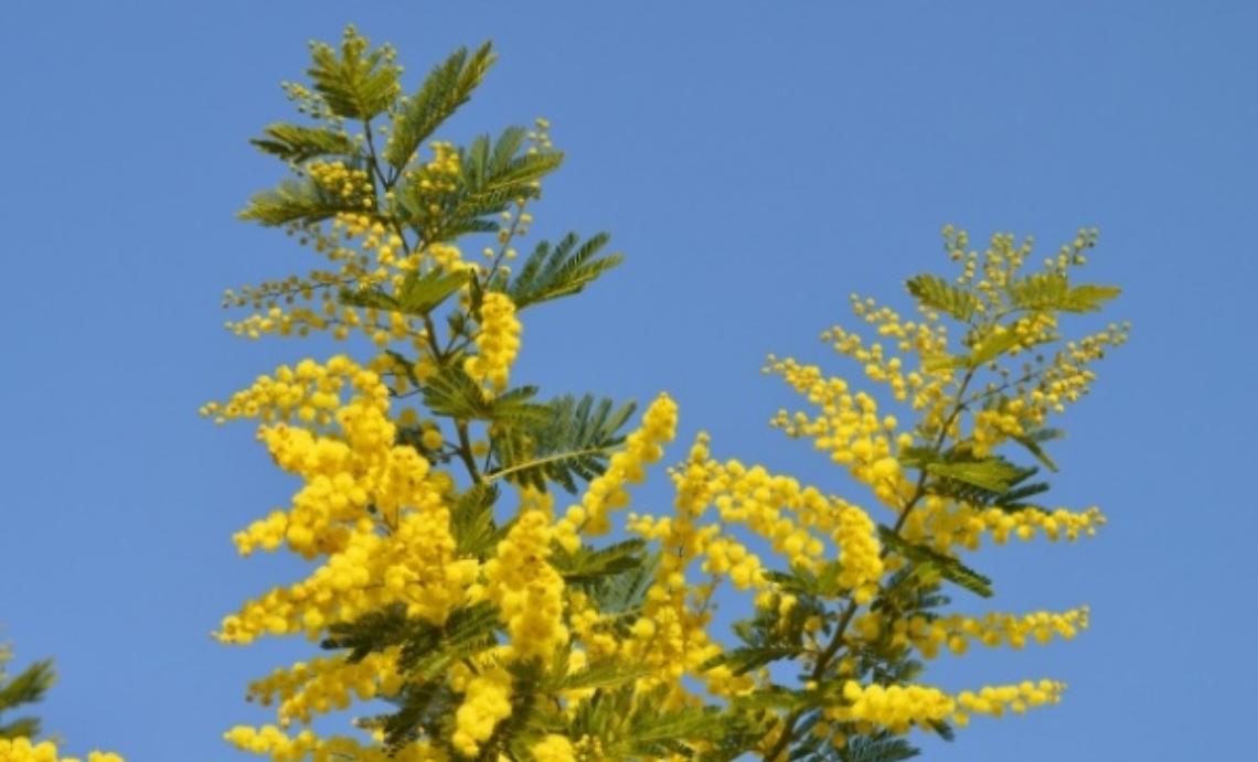 Festa della donna, storia di conquiste e sacrifici