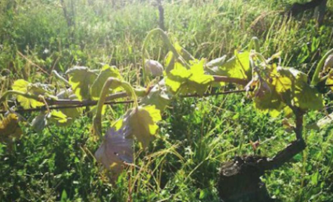 Grandine e brinate provocano i primi danni