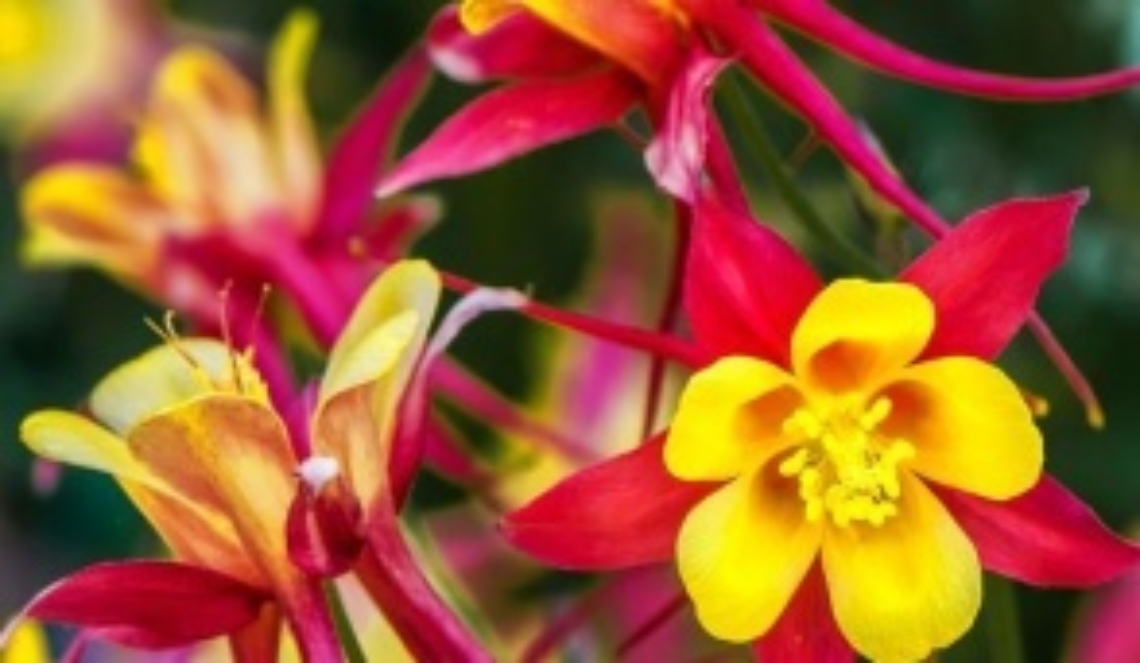 Aquilegie, stoiche e romantiche