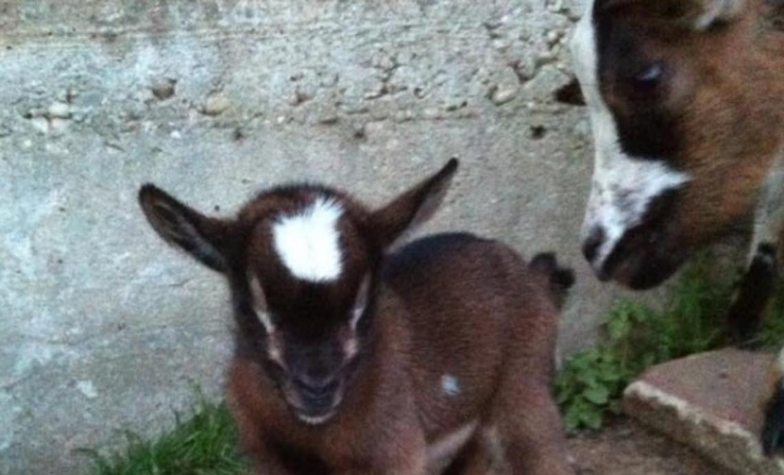 Baldichieri: ladri di caprette in azione