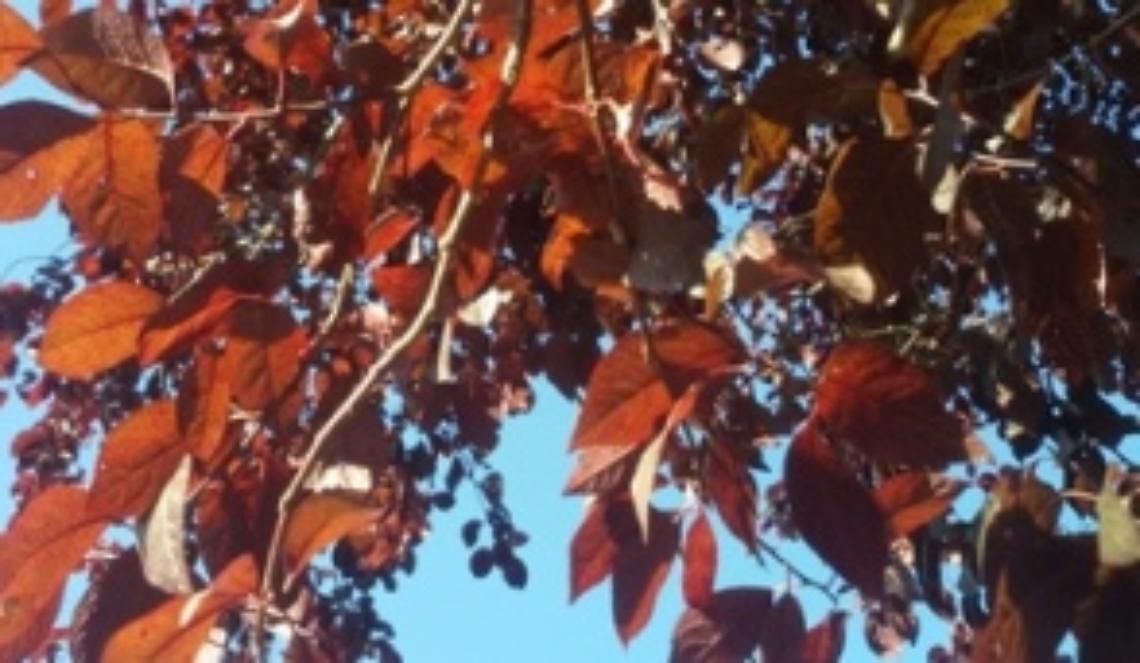 Una bambina nel vento