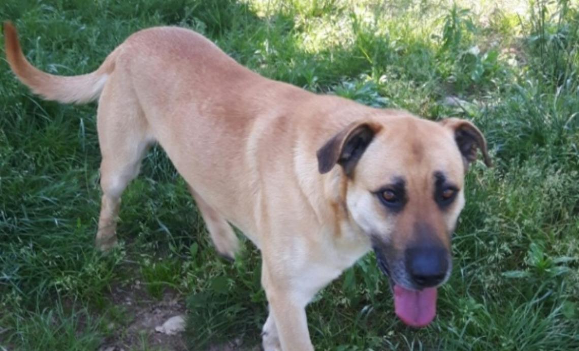 "Achille" ha bisogno di una nuova famiglia