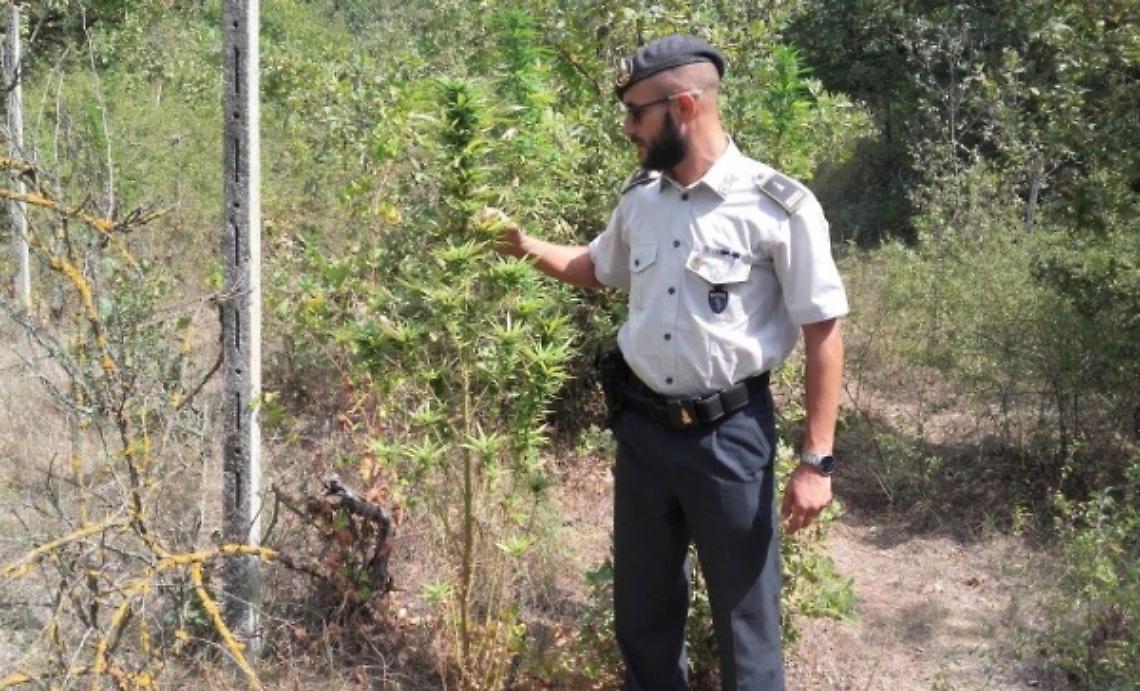 Coltivavano marijuana a Valleandona