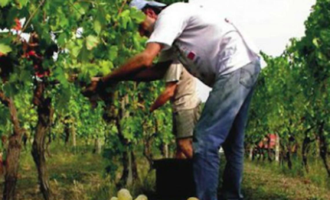 Moscato, c&egrave; laccordo sulle rese