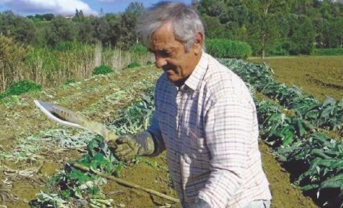 Il cardo "gobbo" &egrave; re dellautunno astigiano