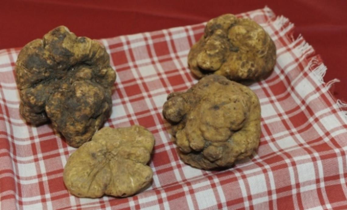 A Canelli la Fiera del Tartufo Bianco dAlba