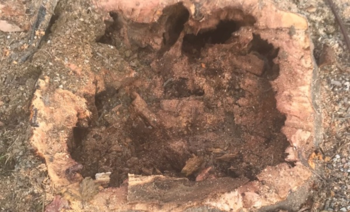 Piazza Alfieri: esplode il caso dei platani