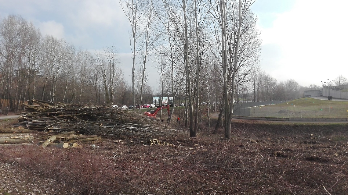 alberi rasi al suolo