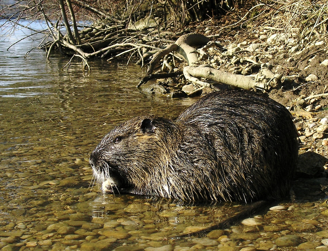 nutria-castorino