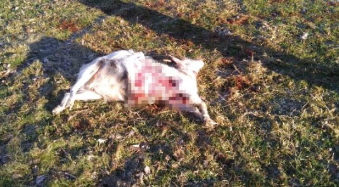 capra sbranata pixel