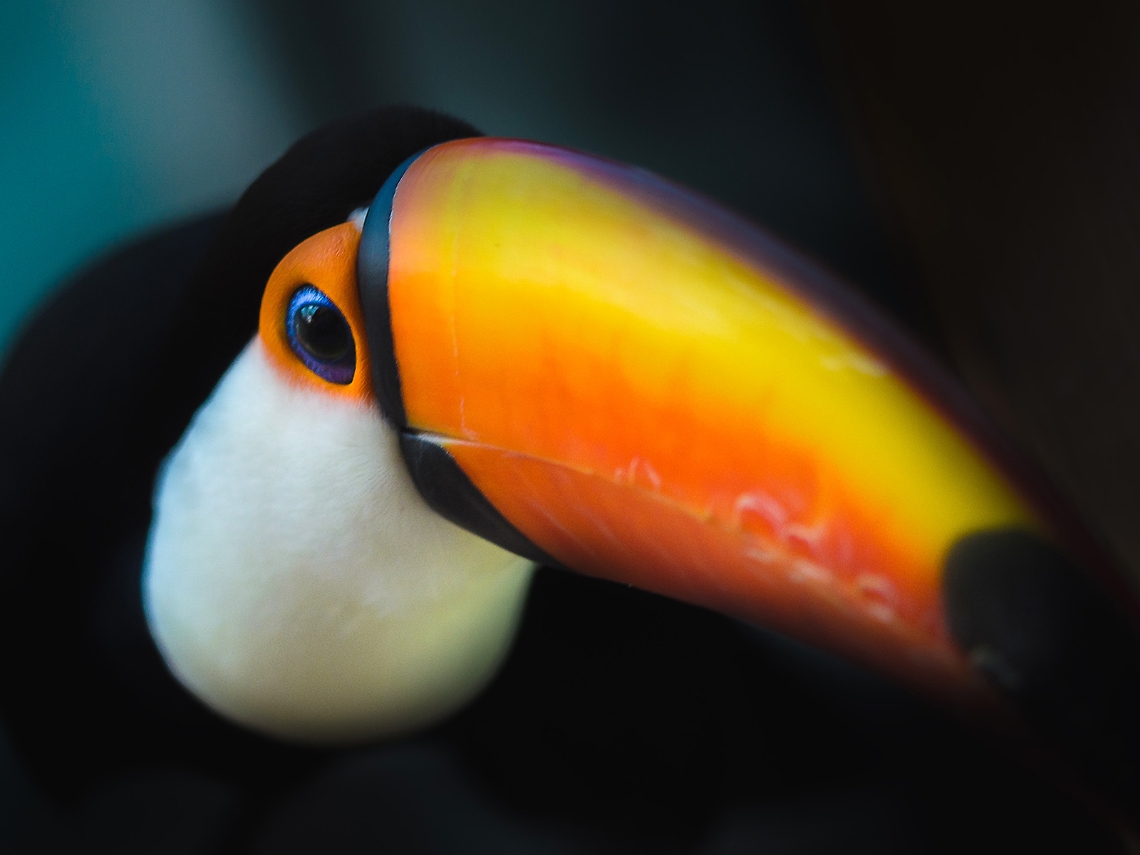 audano penne e piume