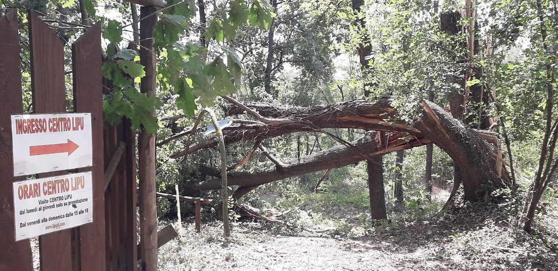 lipu asti danni vento