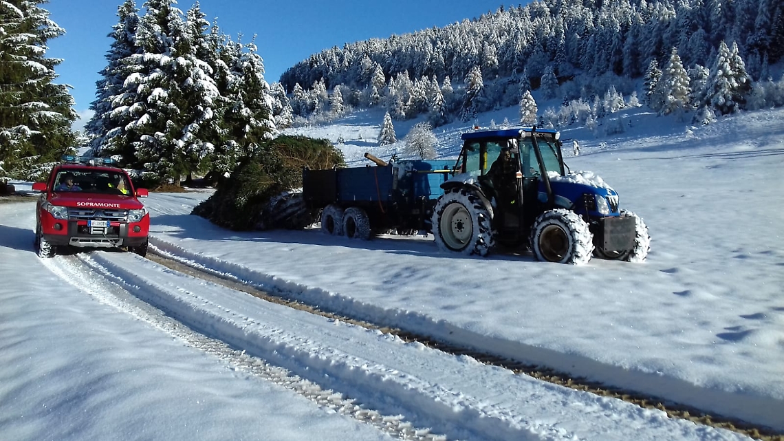 Abete rosso tagliato sul Bondone