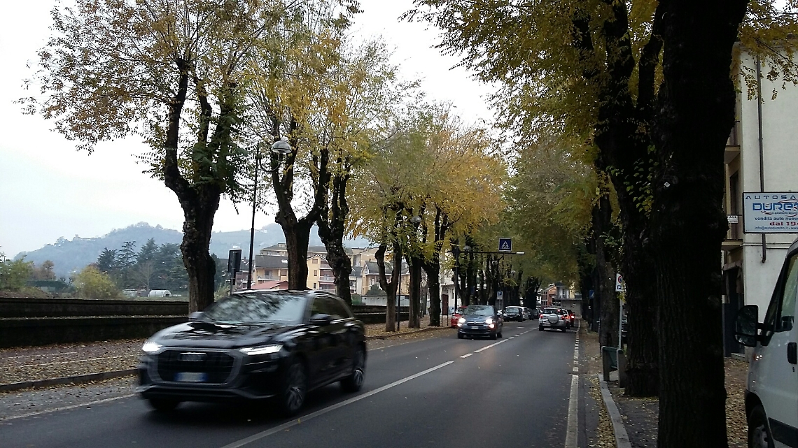 Alberata viale Risorgimento