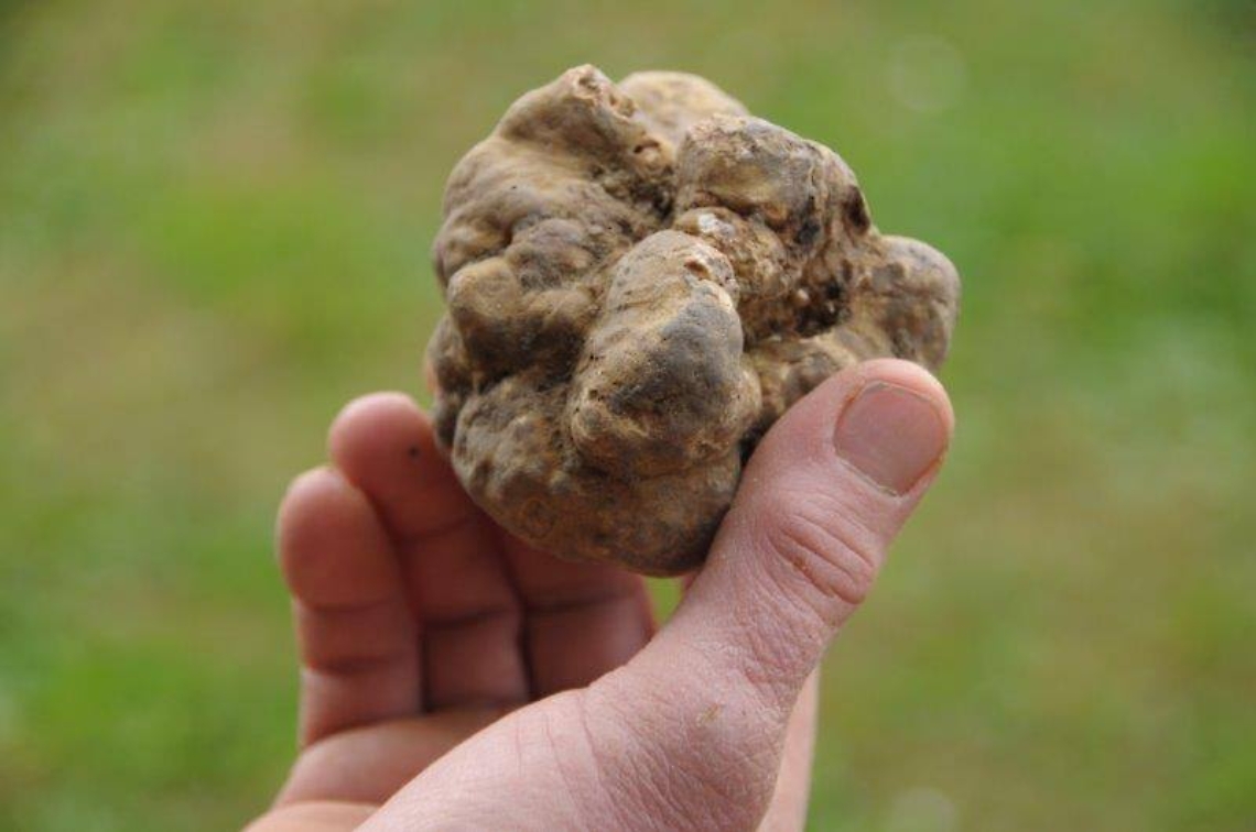 fiera_del_tartufo_asti