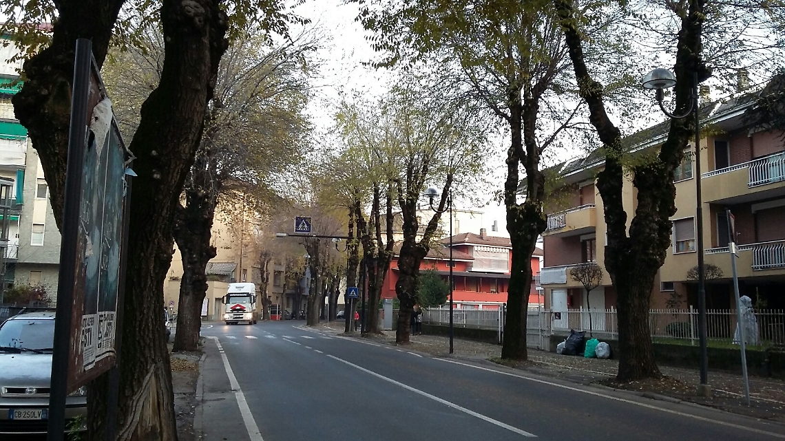 Gli olmi in viale Risorgimento. 27 da abbattere