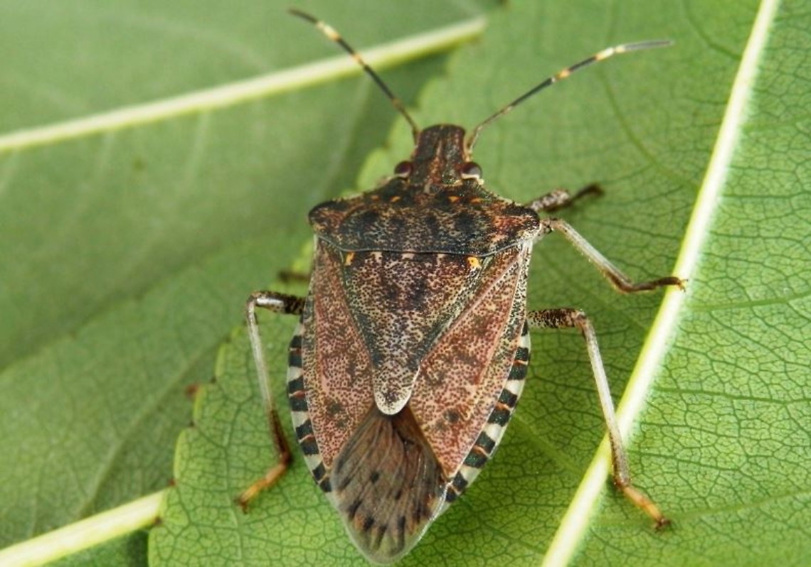 cimice asiatica