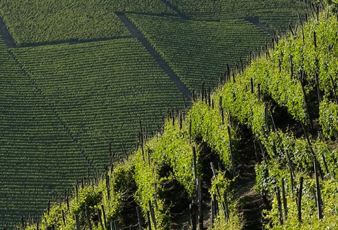 Una vigna di Moscato nei 'Sor&igrave;'