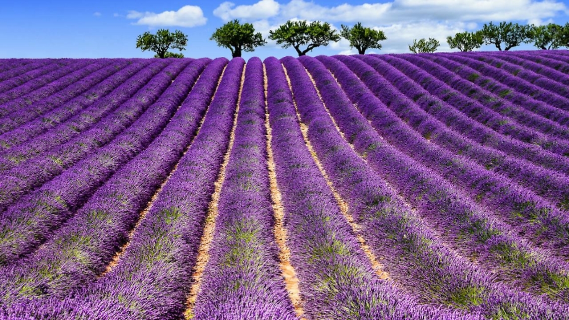 LAVANDA