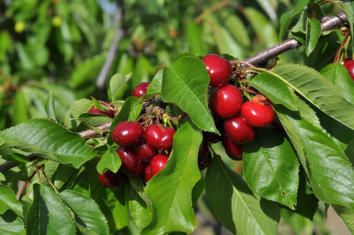 cherry-5156646_960_720