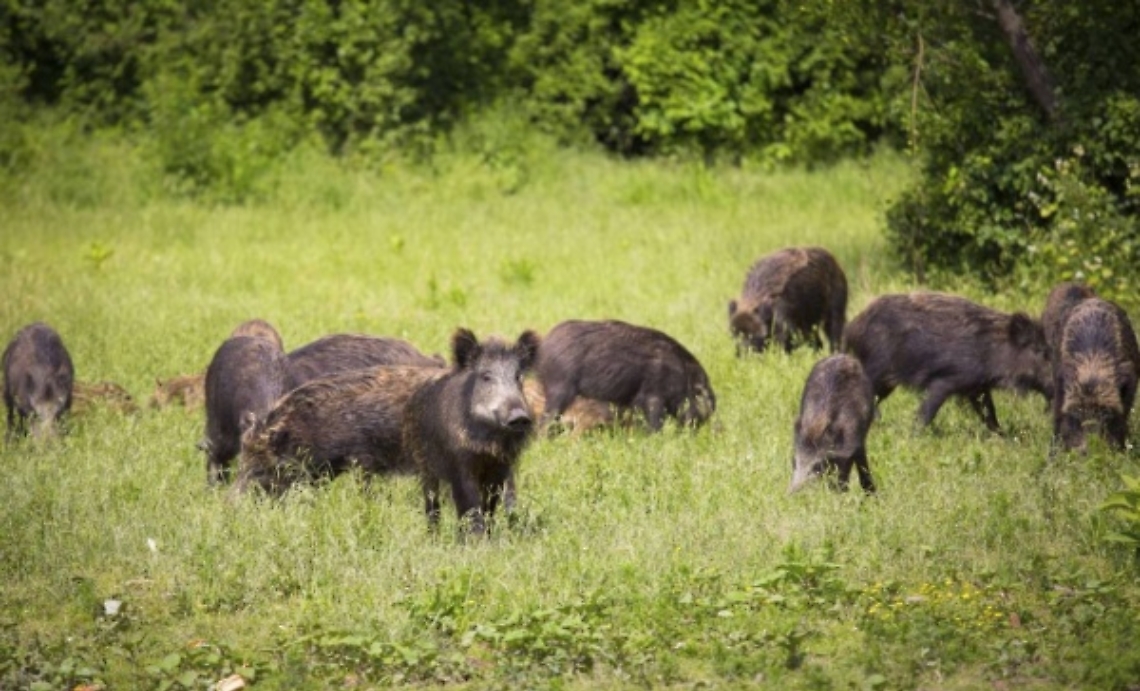 Cinghiali-vicino-alla-citta-campi-devastati-57bc2364e04dc1