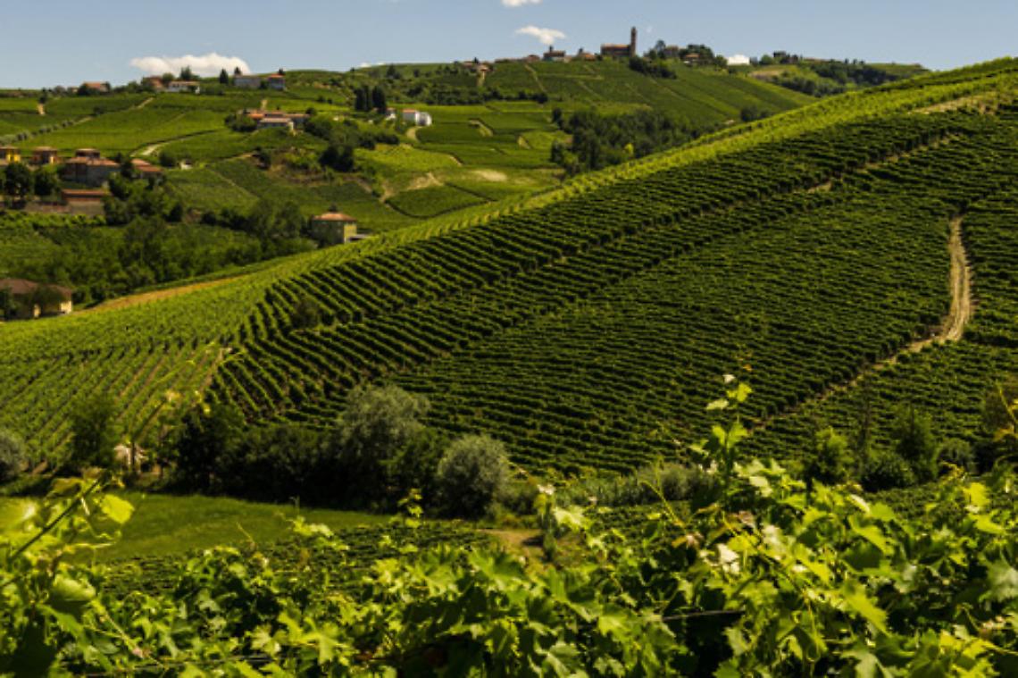 Passeggiata tra le vigne