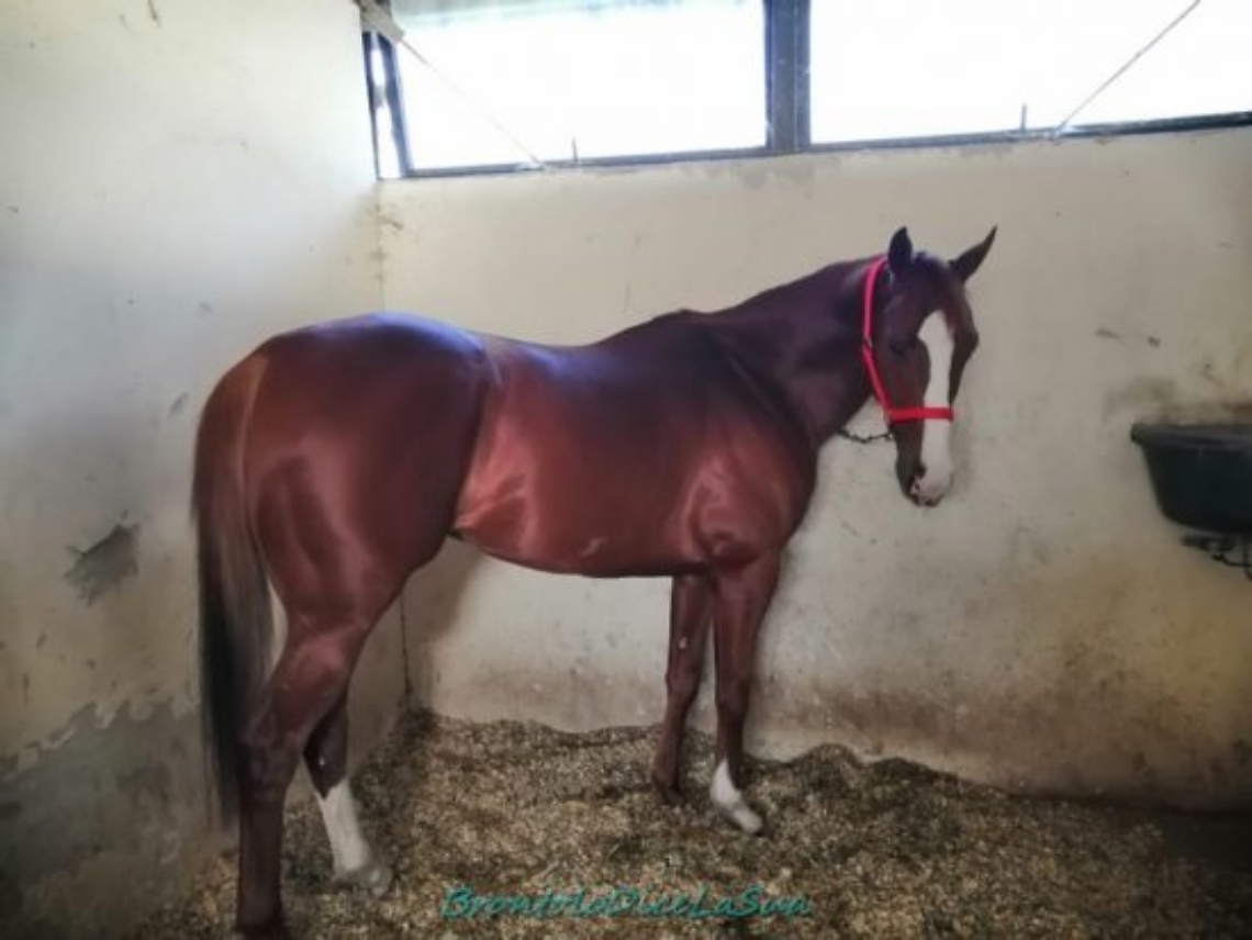 ZODIACO-DE-AIGHENTA-e1589883302581