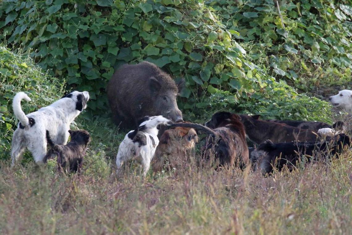 attacco cinghiali cani castagnole l.