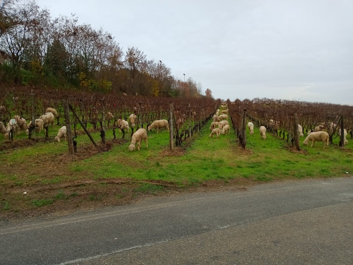 130875050_430033678382667_8140608175212924945_n