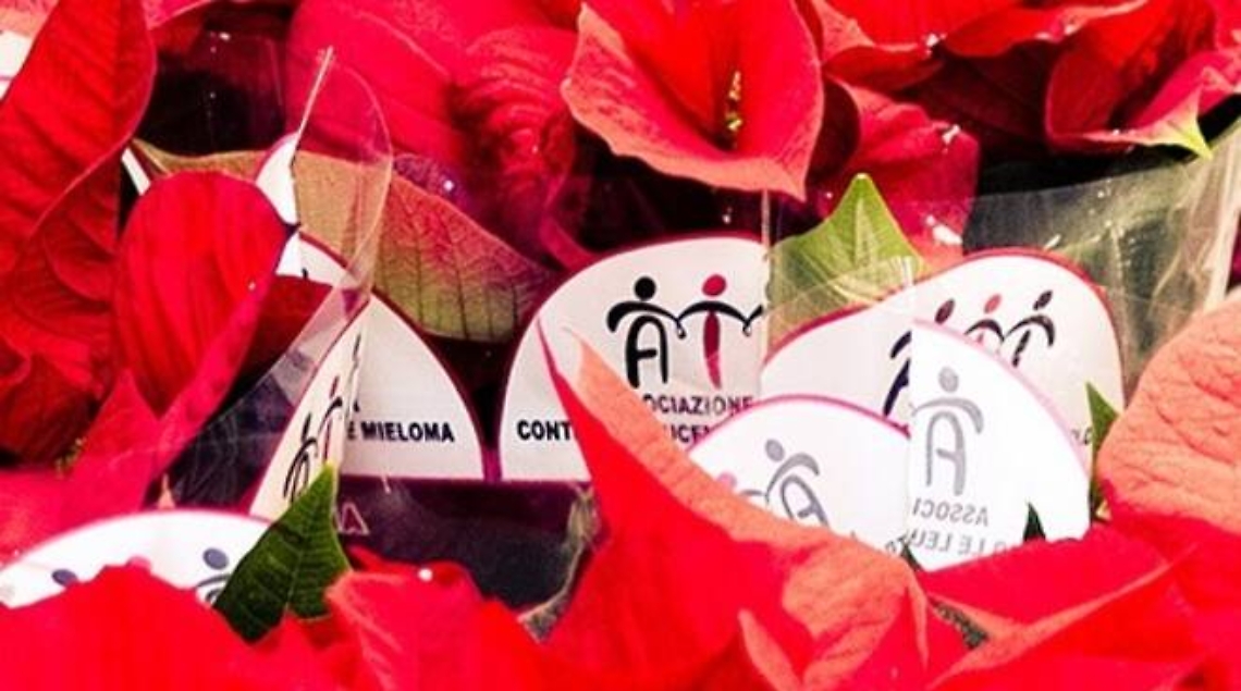 Stelle di Natale Ail