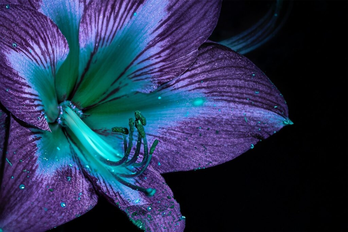 138660057_10220275753505020_6814878157210016659_o