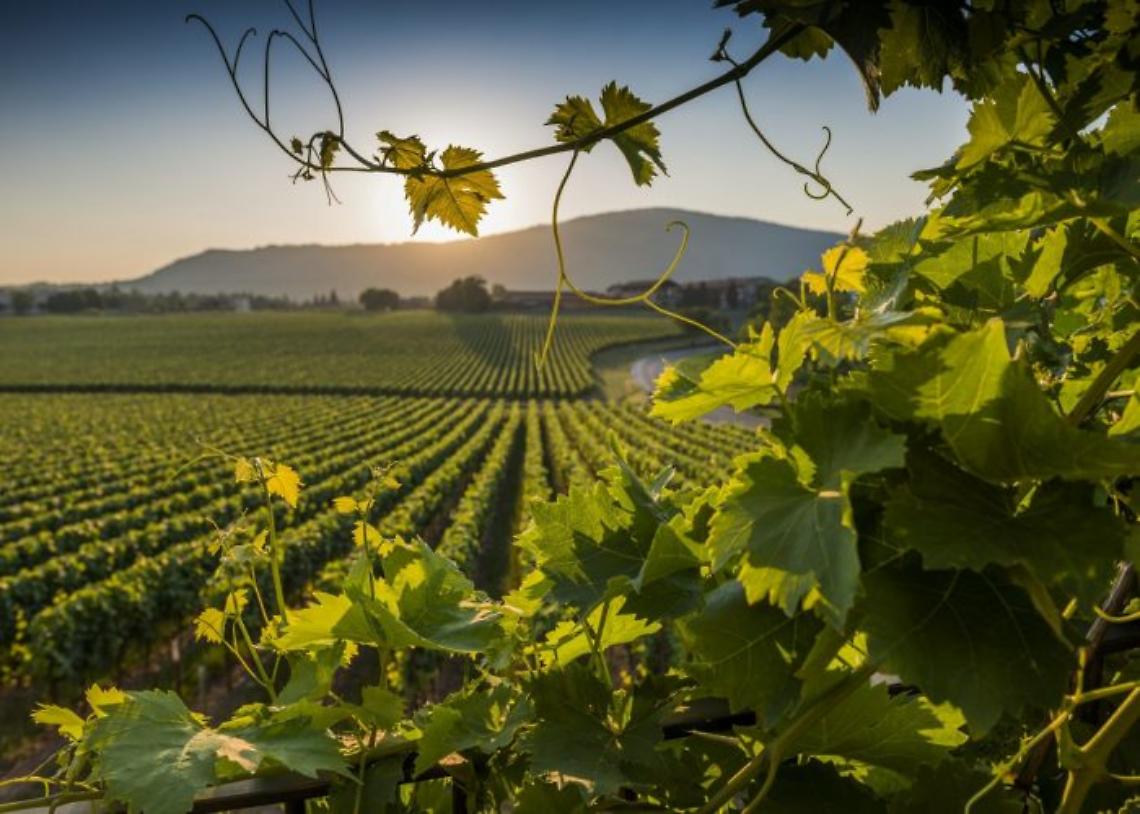 Vitigno-nrex4ubezflzue8gjmaz1jhglti4xma1kej66by6x4