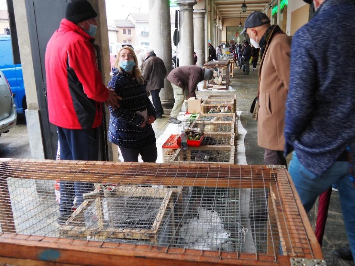 mercatino animali san damiano