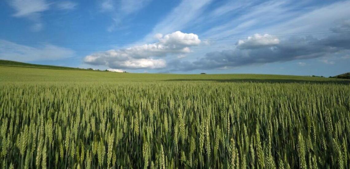 Gran Piemonte campo di grano presso Calliano