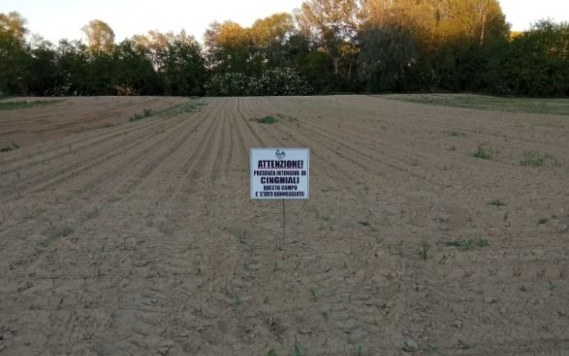 cartello cia cinghiali