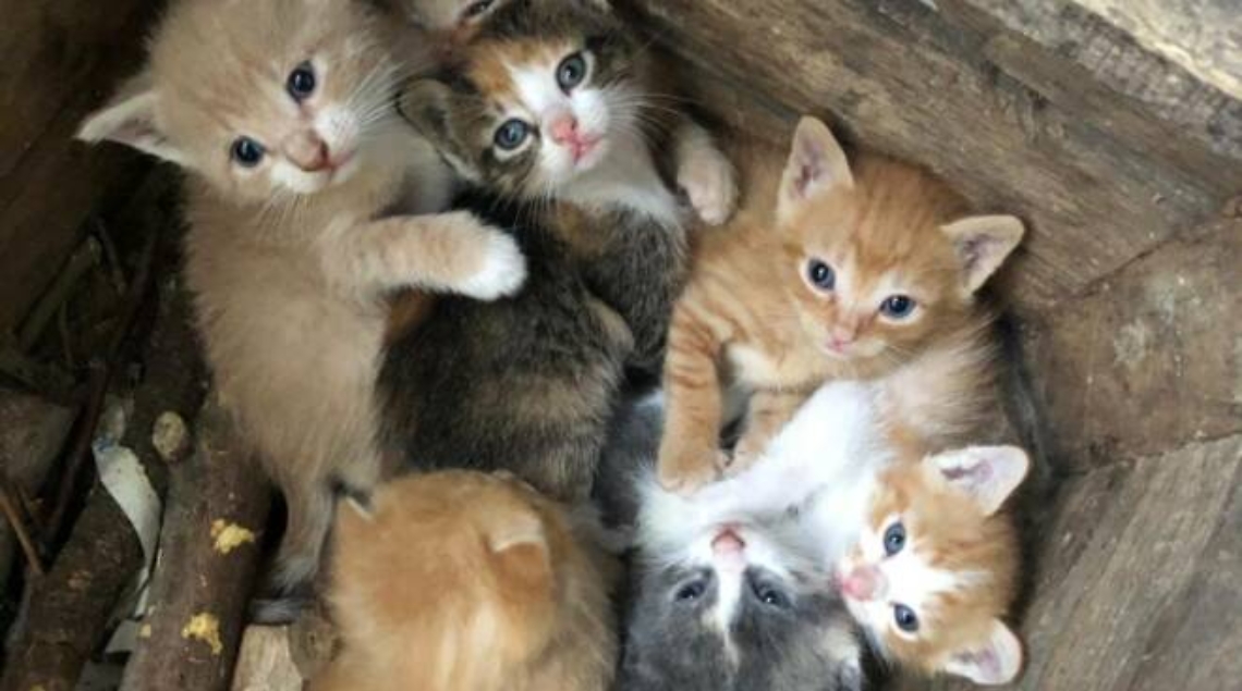 generico-aprile-2021-190070.660x368