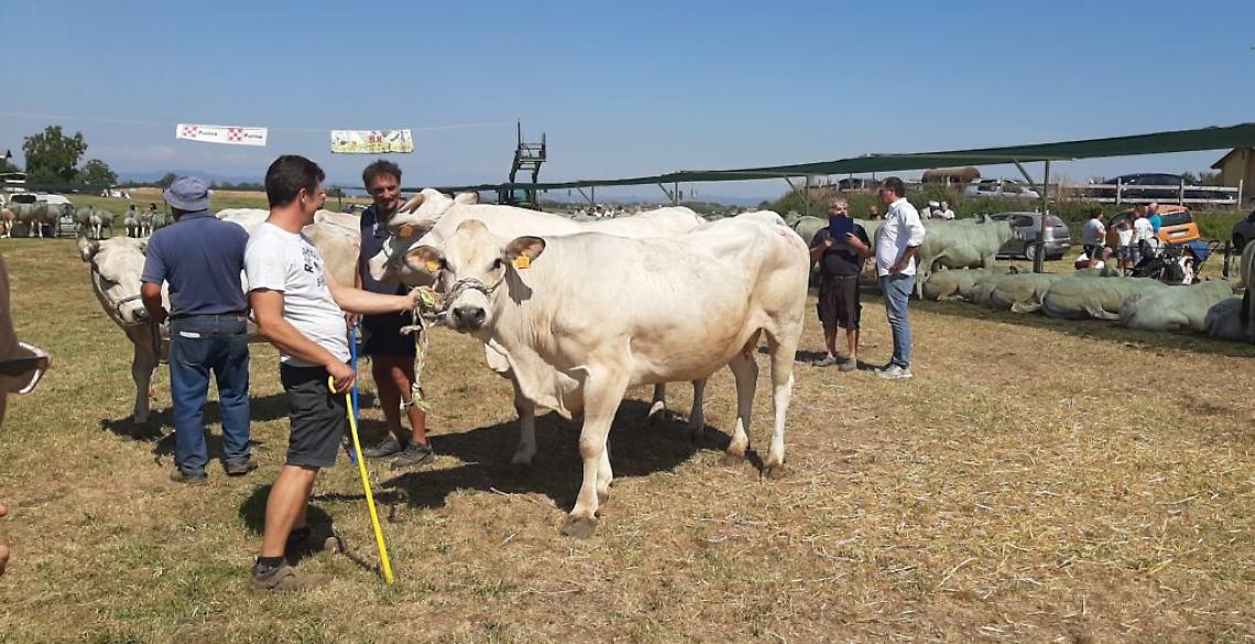 Fiera bovina 2021 Valfenera