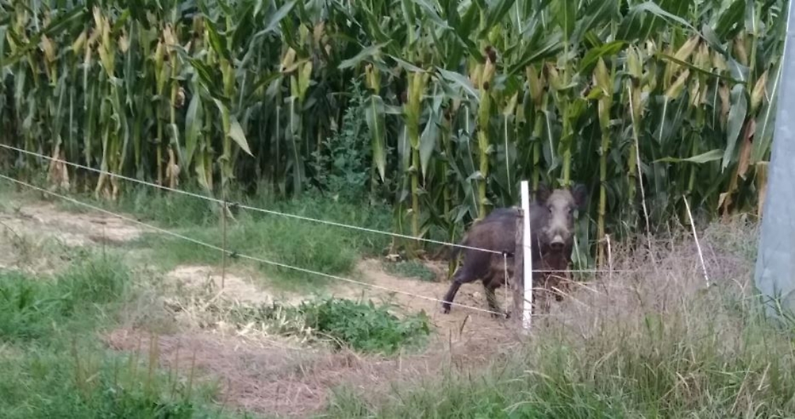 cinghiali mais filo elettrico