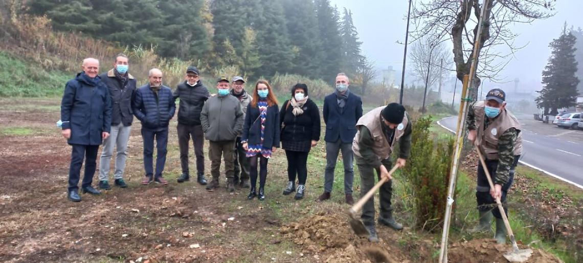 Piantumazione tigli micorizzati