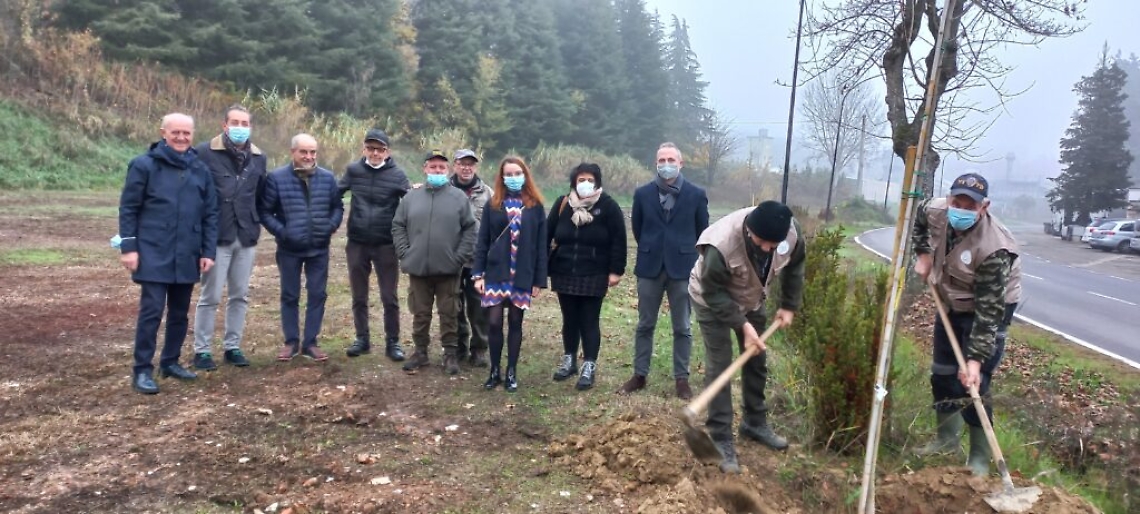 Piantumazione tigli micorizzati