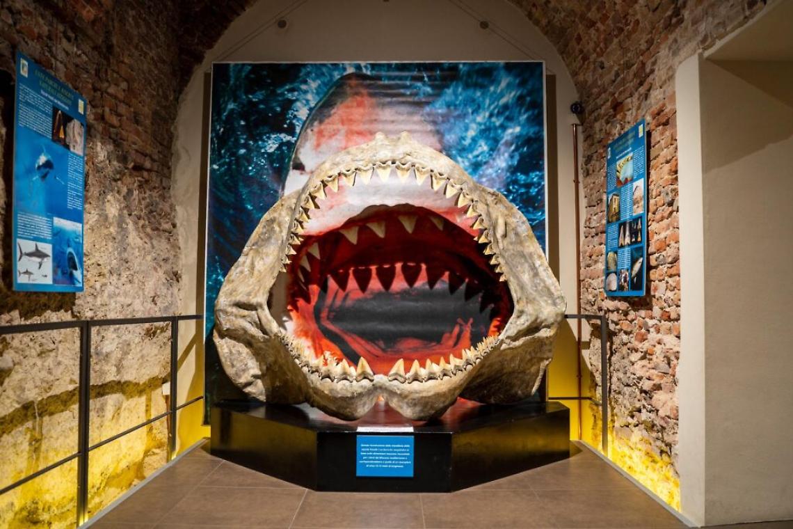 Museo Paleontologico