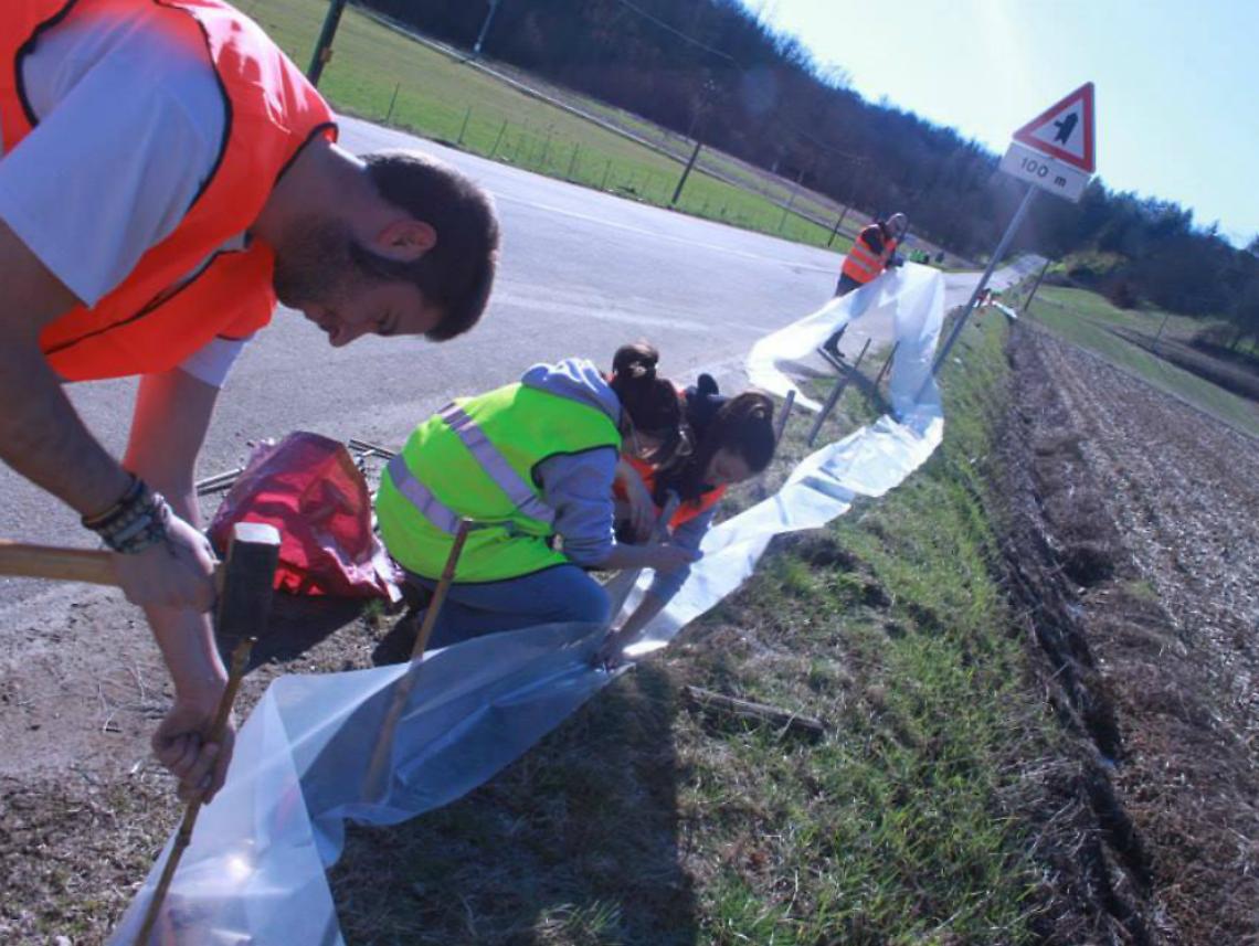 capriglio-i-rospi-attraversano-la-stradabrcon-l39aiuto-dei-volontari-56e675be8a2f11