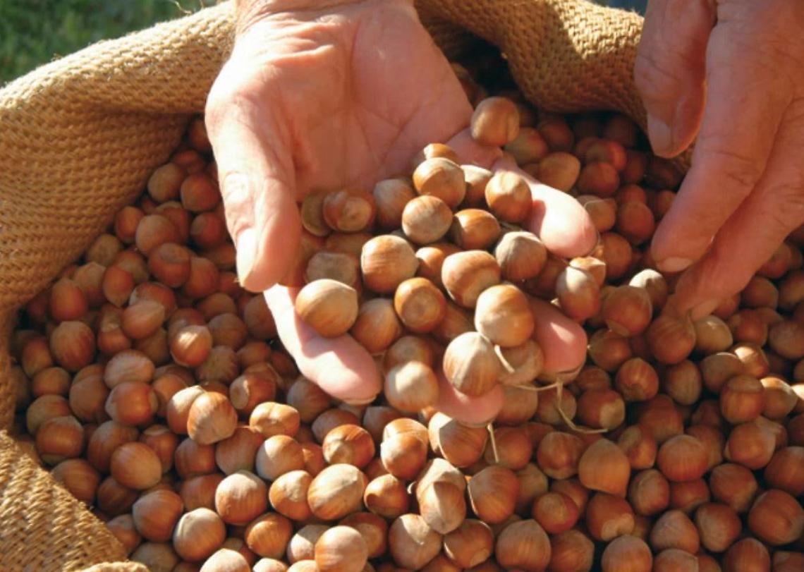 nocciole-castellero