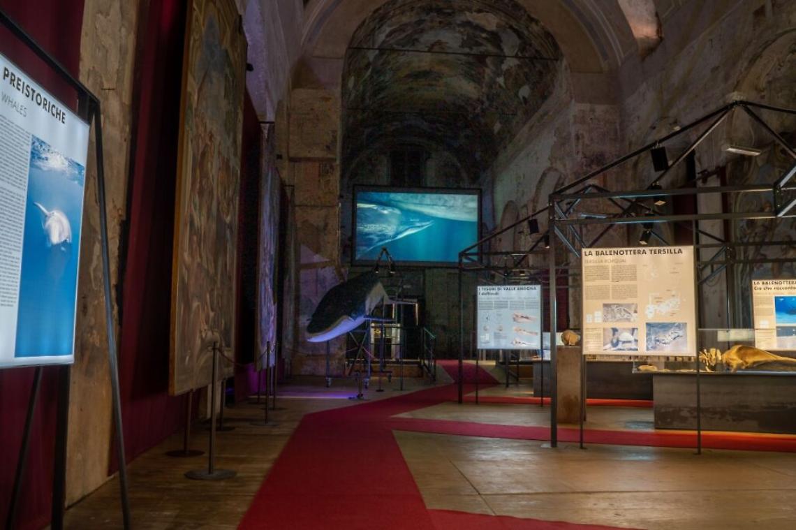 Mostra balene preistoriche