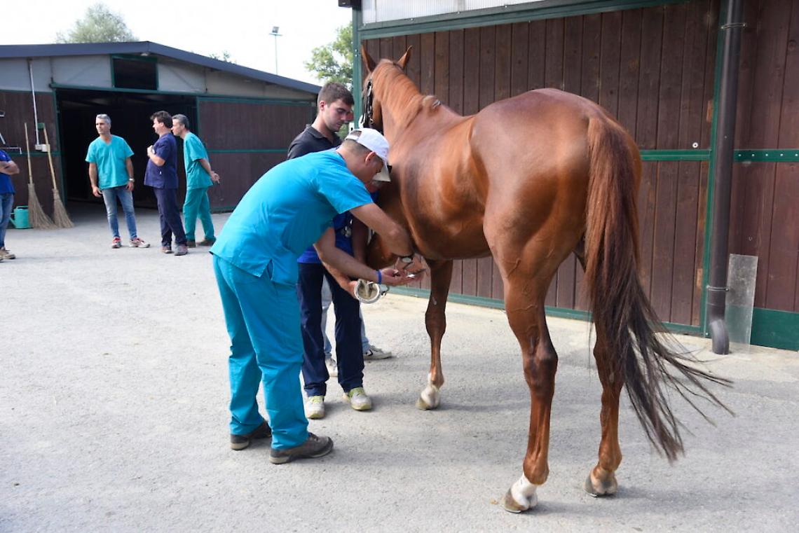 Visite-veterinarie-palio