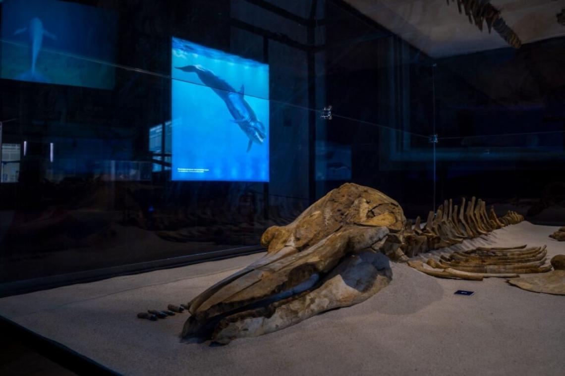 Balene preistoriche scorcio